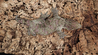 LB496- Leachieanus Gecko