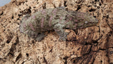 LB496- Leachieanus Gecko