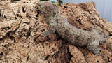 LB496- Leachieanus Gecko
