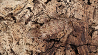 LB493- Leachianus Gecko