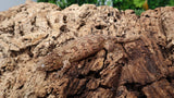 LB493- Leachianus Gecko