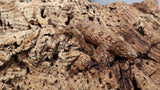 LB493- Leachianus Gecko