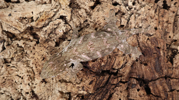 LB463 -Bayo Leachianus Gecko