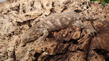 LB463 -Bayo Leachianus Gecko