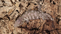 LB464- High color Starburst Leachianus
