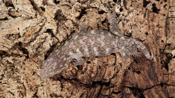LB464- High color Starburst Leachianus
