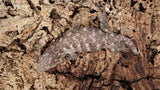 LB464- High color Starburst Leachianus