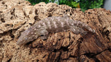 LB464- High color Starburst Leachianus