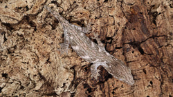 LB491- MTK Leachianus Gecko