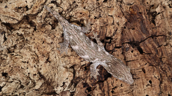 LB491- MTK Leachianus Gecko
