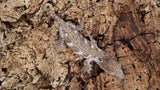 LB491- MTK Leachianus Gecko
