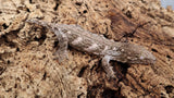 LB491- MTK Leachianus Gecko