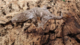 LB491- MTK Leachianus Gecko