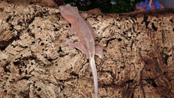 Frap28- Red Phantom Frappuccino Crested Gecko