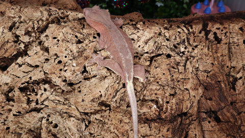 Frap28- Red Phantom Frappuccino Crested Gecko
