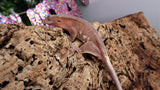 Frap28- Red Phantom Frappuccino Crested Gecko