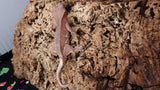 Frap28- Red Phantom Frappuccino Crested Gecko