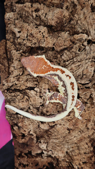 Frap33- Frappuccino Crested Gecko