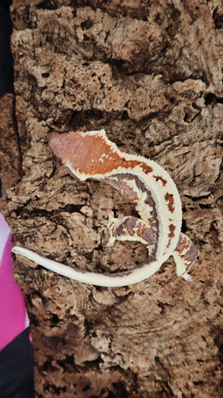 Frap33- Frappuccino Crested Gecko