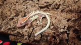 Frap33- Frappuccino Crested Gecko