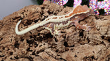 Frap33- Frappuccino Crested Gecko