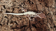 Frap30- Darkbase Frappuccino Crested Gecko