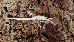 Frap30- Darkbase Frappuccino Crested Gecko