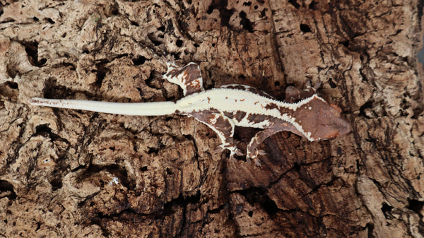 Frap30- Darkbase Frappuccino Crested Gecko