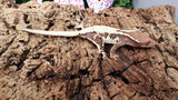 Frap30- Darkbase Frappuccino Crested Gecko