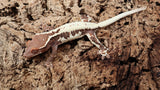 Frap30- Darkbase Frappuccino Crested Gecko