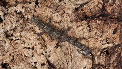 EO Pair 1-  Eurydactylodes Occidentalis Pair