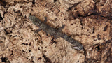 EO Pair 1-  Eurydactylodes Occidentalis Pair