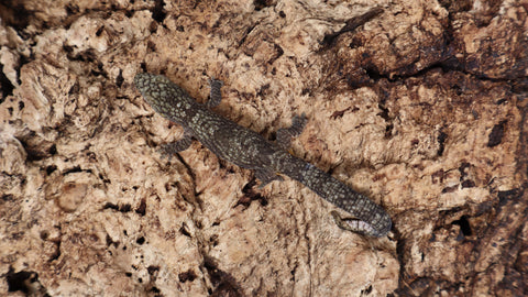 EO Pair 1-  Eurydactylodes Occidentalis Pair