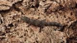 EO Pair 1-  Eurydactylodes Occidentalis Pair