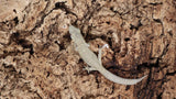 EO Pair 1-  Eurydactylodes Occidentalis Pair