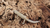 EO Pair 1-  Eurydactylodes Occidentalis Pair