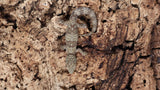 ES Pair 1- Eurydactylodes Symmetricus Pair