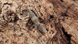 ES Pair 1- Eurydactylodes Symmetricus Pair