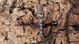 ES Pair 1- Eurydactylodes Symmetricus Pair