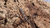 ES Pair 1- Eurydactylodes Symmetricus Pair