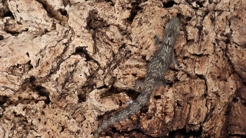 EO Pair 2- Eurydactylodes Occidentalis Pair