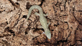 EO Pair 2- Eurydactylodes Occidentalis Pair