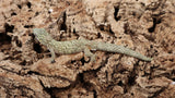 EO Pair 2- Eurydactylodes Occidentalis Pair