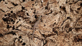 EAB16 - Eurodactylodes Agricolae