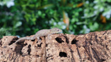 EAB16 - Eurodactylodes Agricolae