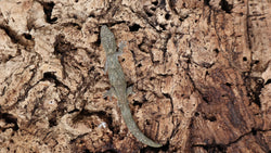 EVB11- Eurydactylodes Vieillardi