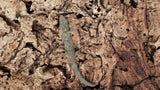 EVB11- Eurydactylodes Vieillardi