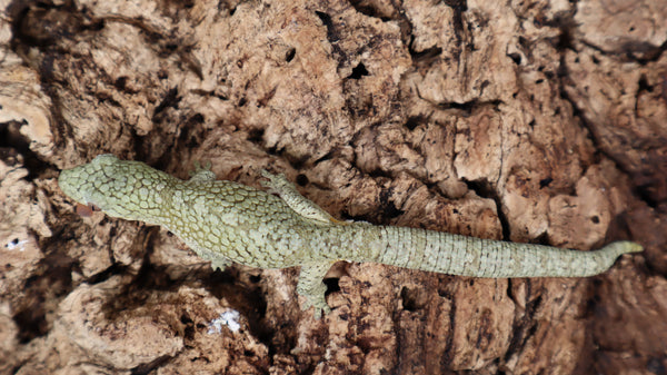EOB6- Eurydactylodes Occidentalis