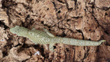 EOB6- Eurydactylodes Occidentalis
