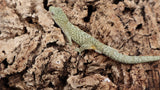 EOB6- Eurydactylodes Occidentalis